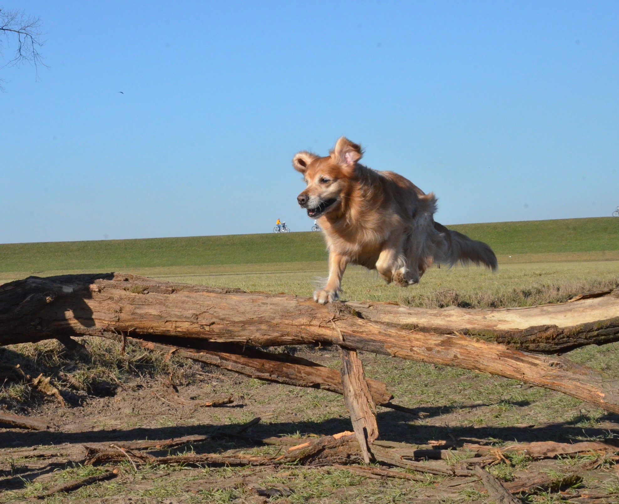 Henri Jump